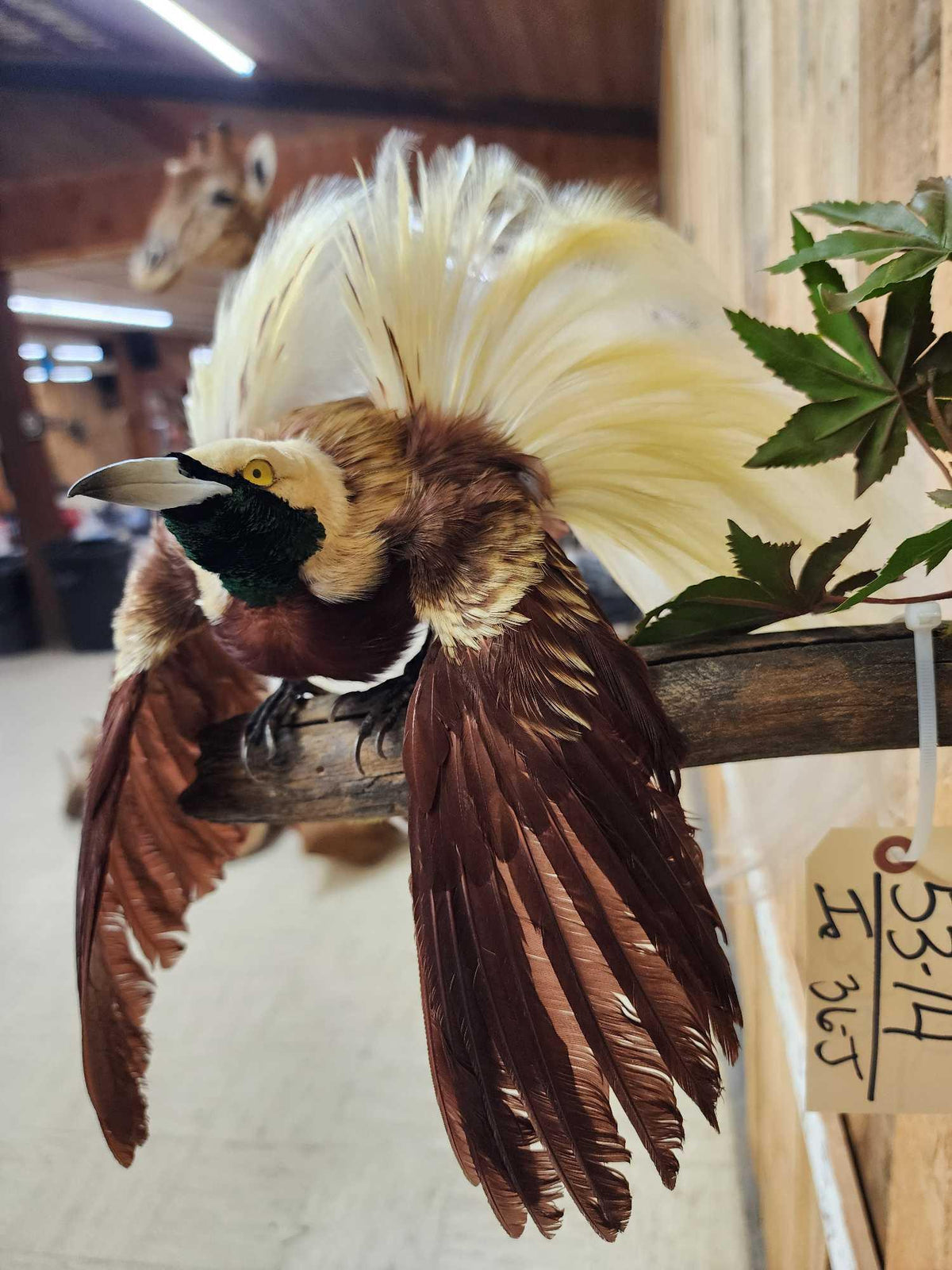 FH36j - SUPER RARE Bird Of Paradise In Flight Bird Taxidermy
