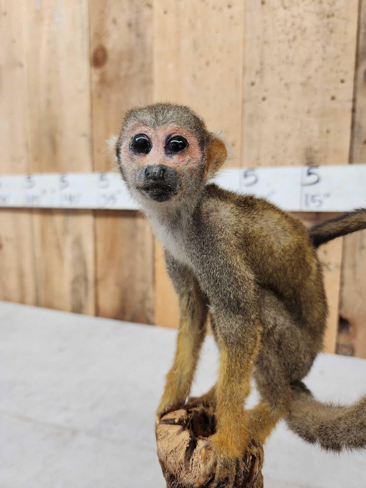 FH36s - Squirrel Monkey Full Body Taxidermy Mount