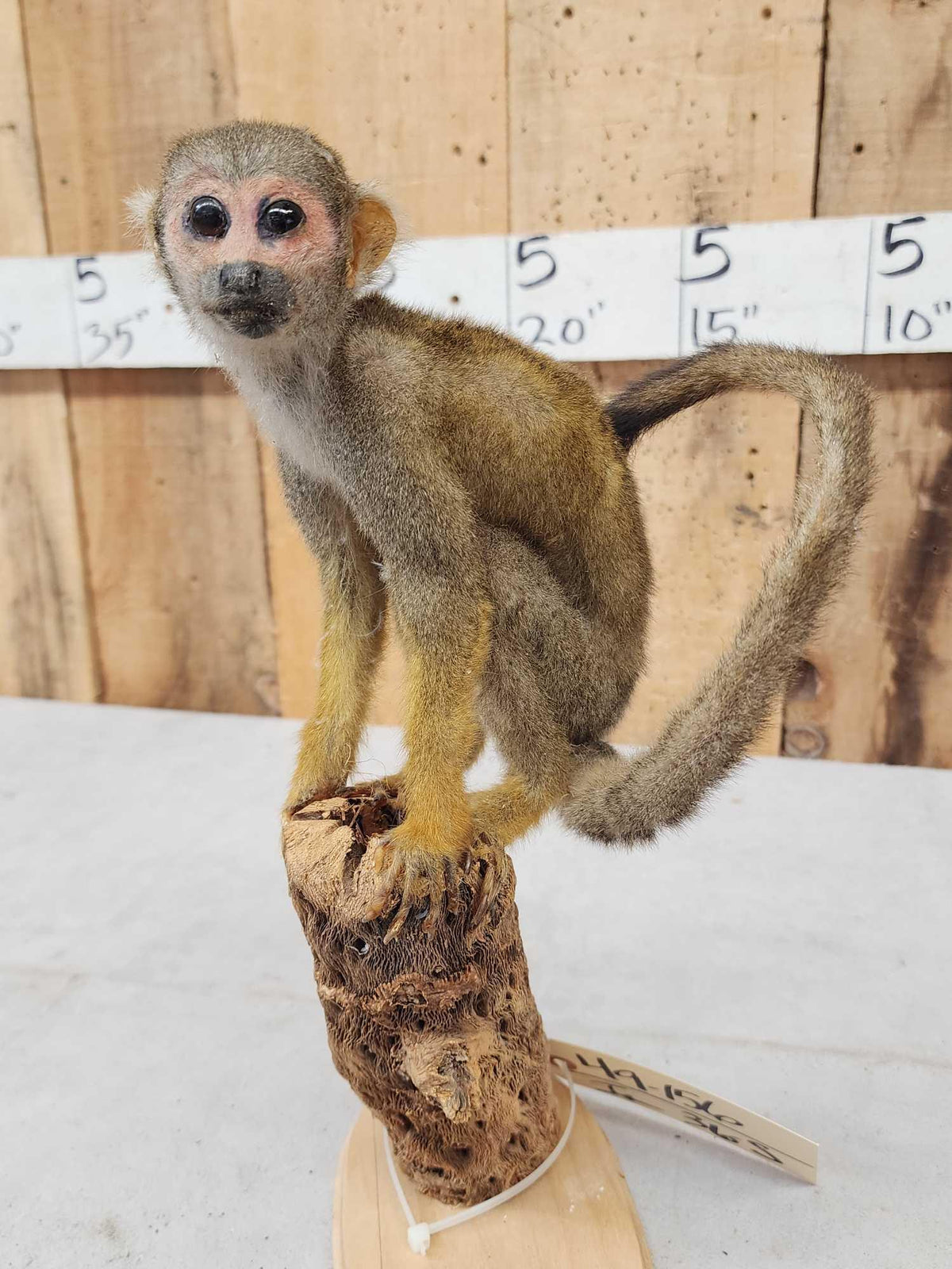 FH36s - Squirrel Monkey Full Body Taxidermy Mount