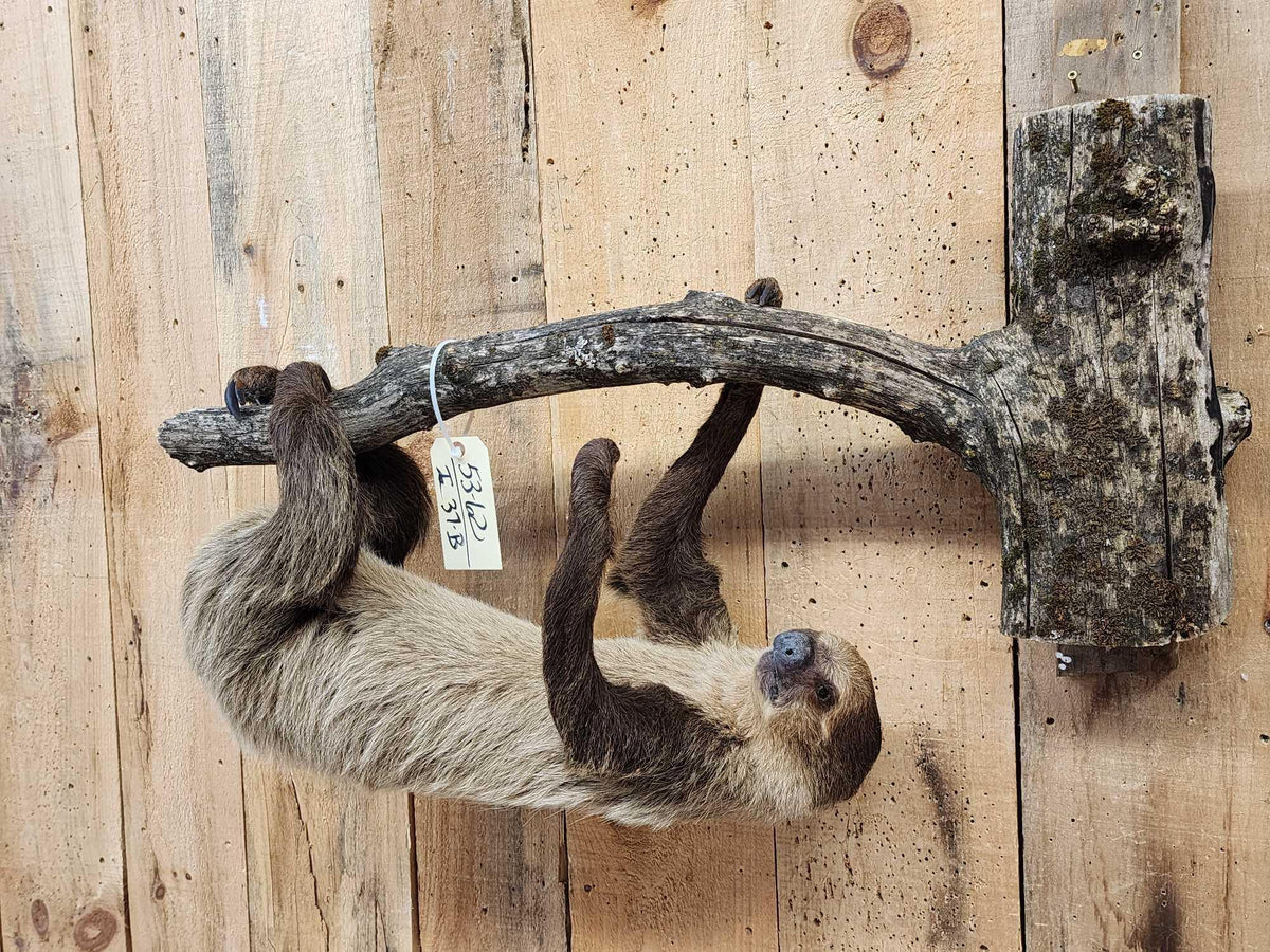 FH37b - Rare Two Toed Sloth Full Body Taxidermy Mount