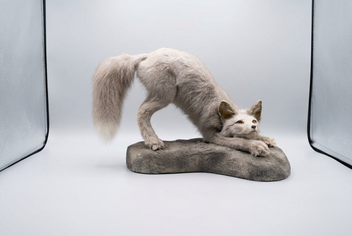 FH44d - Ranch Fox Pup At Play Full Body Taxidermy Mount