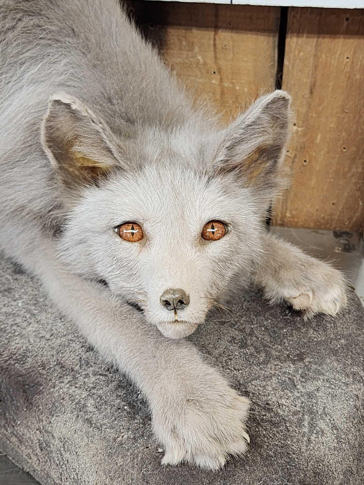 FH44d - Ranch Fox Pup At Play Full Body Taxidermy Mount