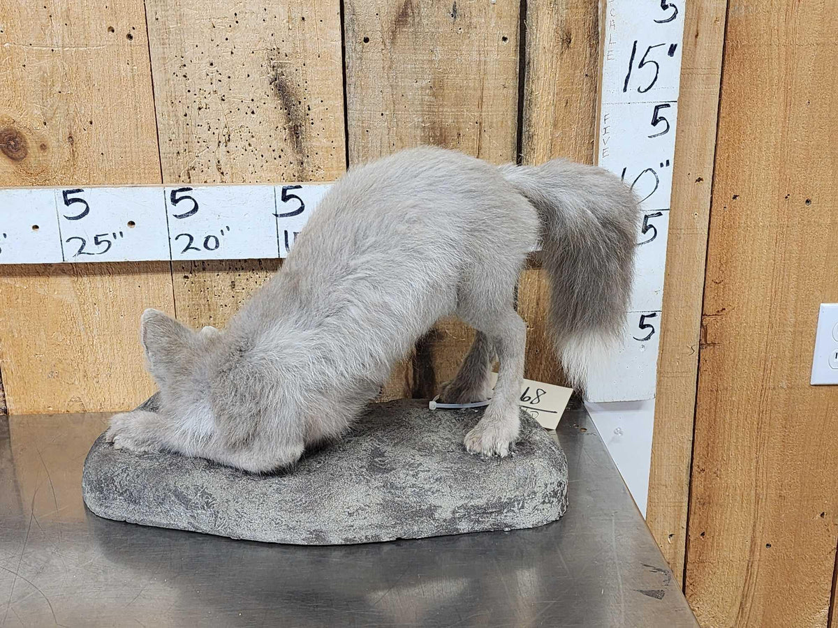 FH44d - Ranch Fox Pup At Play Full Body Taxidermy Mount