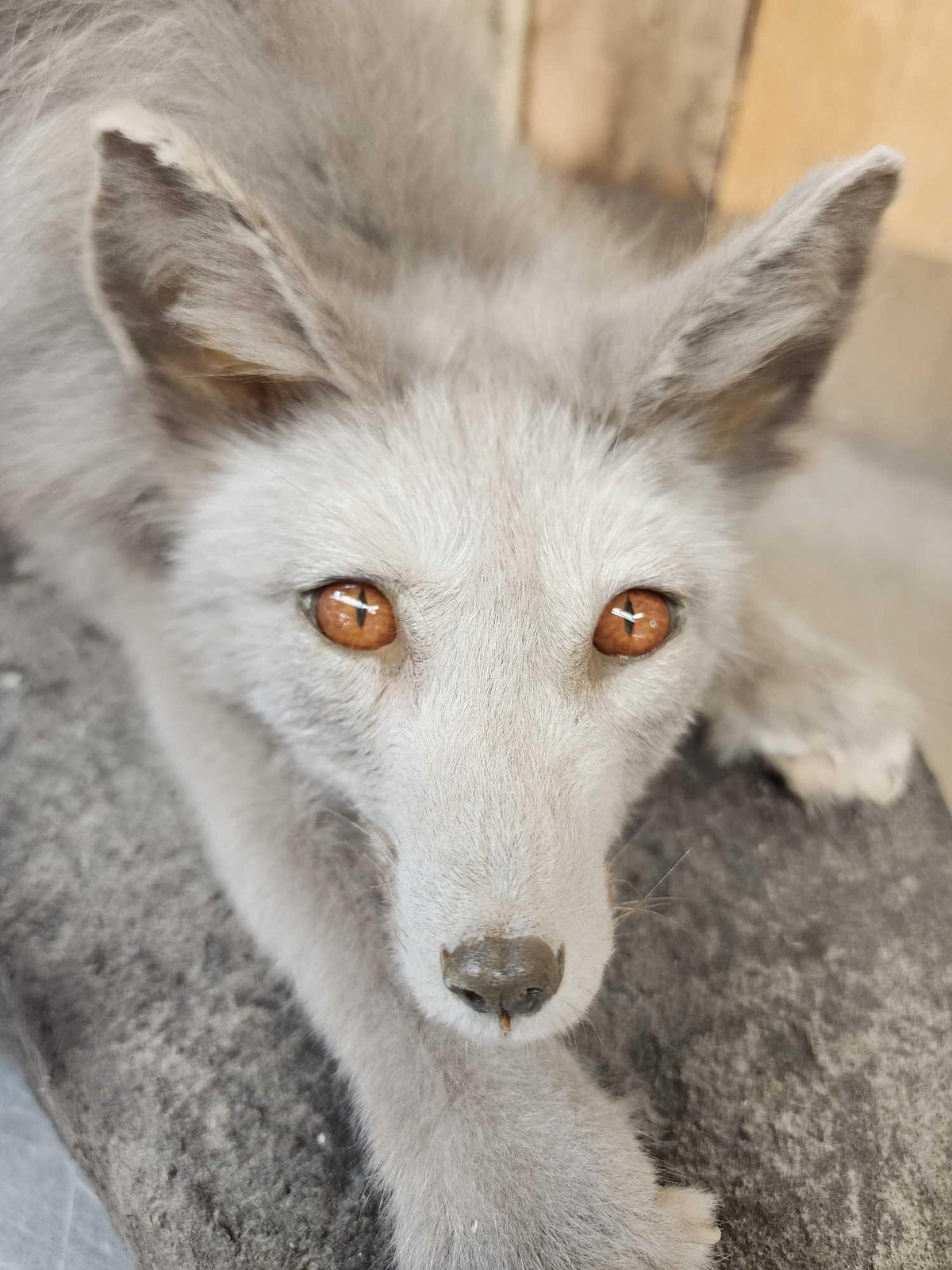 FH44d - Ranch Fox Pup At Play Full Body Taxidermy Mount