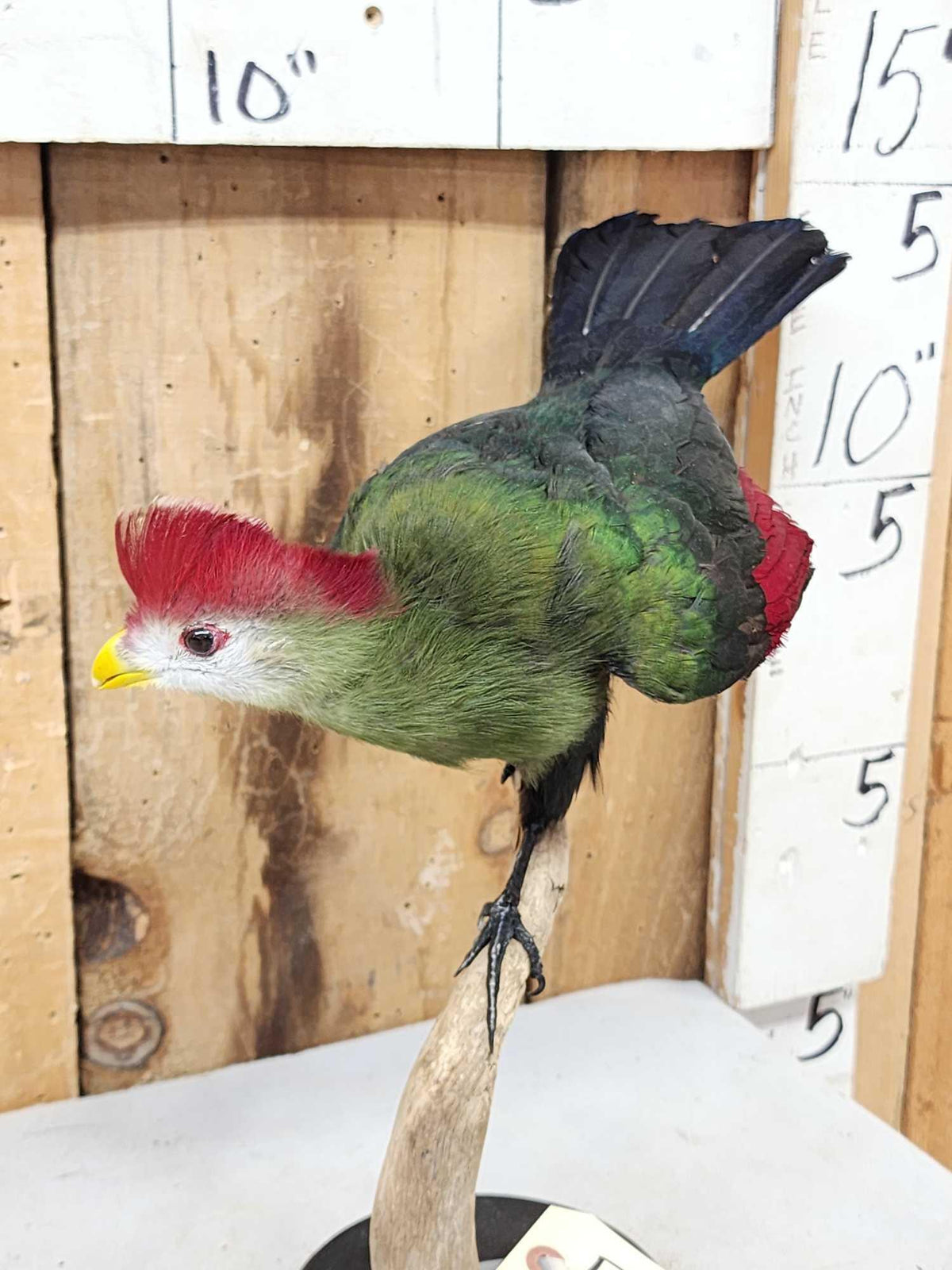 FH45b - African Red Crested Turaco Bird Taxidermy