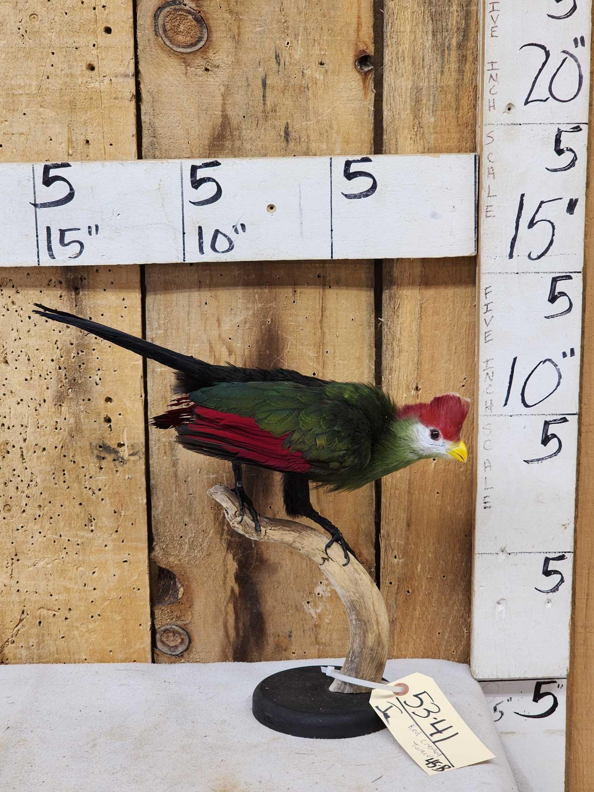 FH45b - African Red Crested Turaco Bird Taxidermy