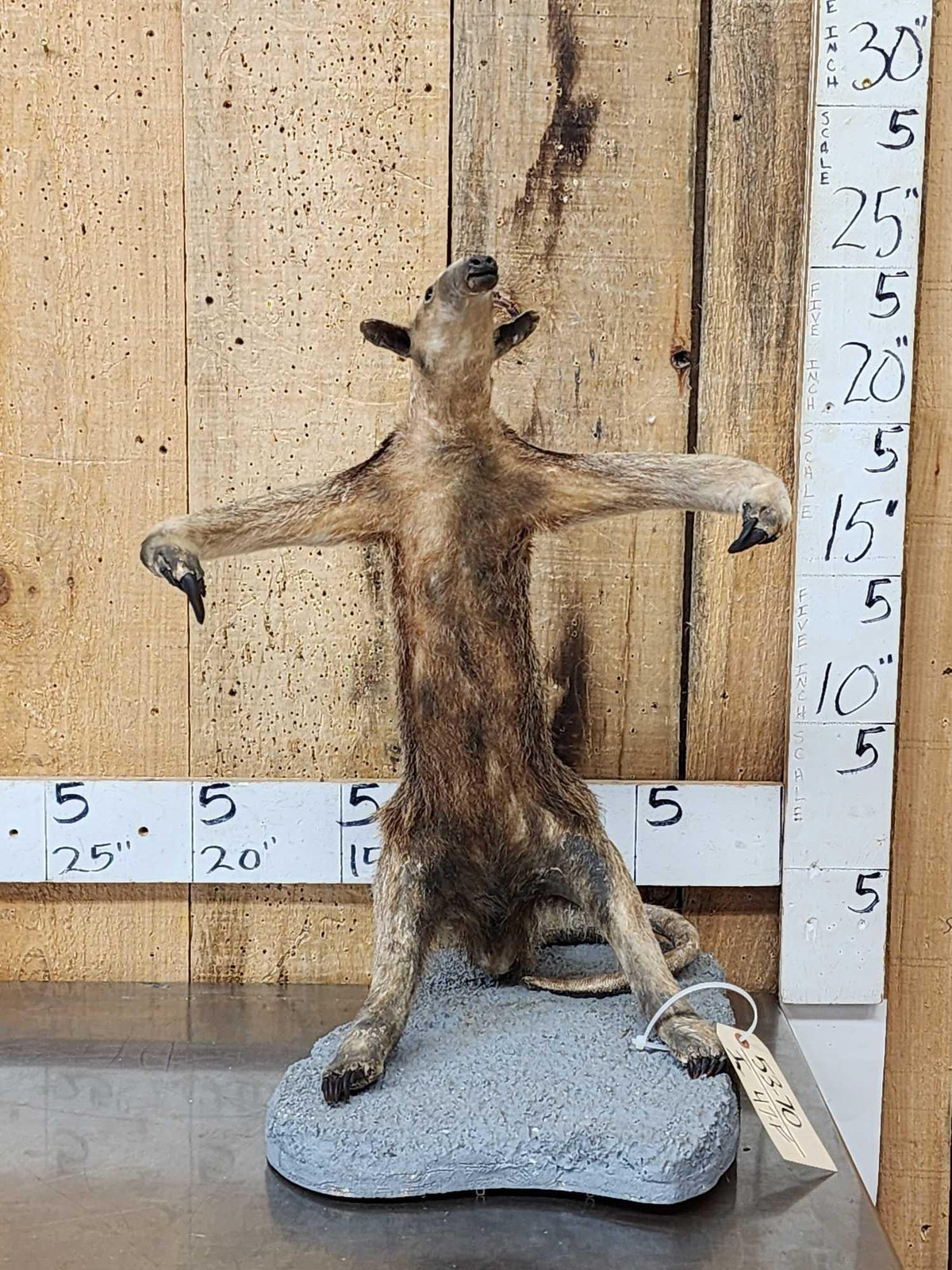 FH47f - Tamandua Ant Eater Full Body Taxidermy Mount