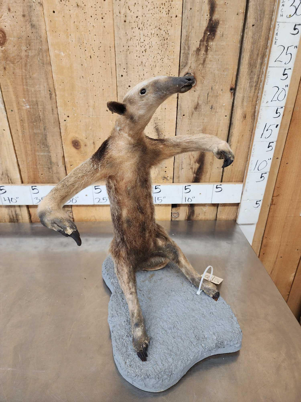 FH47f - Tamandua Ant Eater Full Body Taxidermy Mount