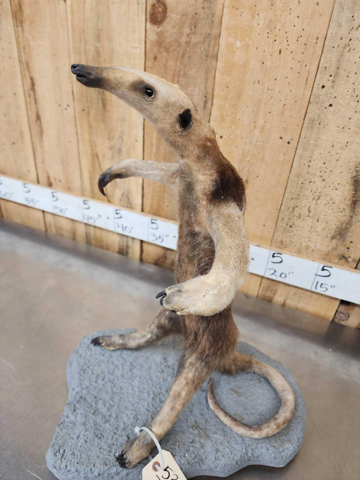 FH47f - Tamandua Ant Eater Full Body Taxidermy Mount