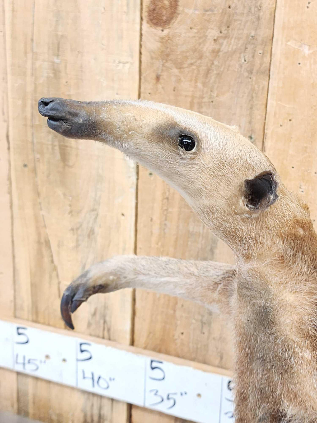 FH47f - Tamandua Ant Eater Full Body Taxidermy Mount