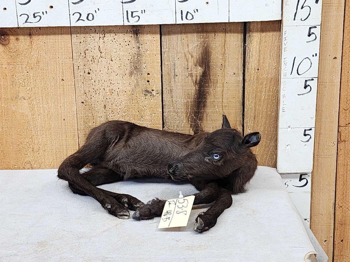 FH48B - Baby Caribou Full Body Taxidermy Mount