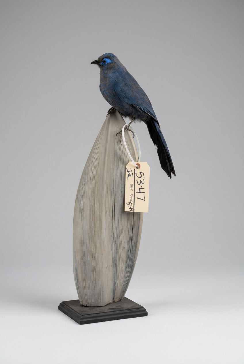 FH51a - Rare Blue Coua Full Body Bird Taxidermy