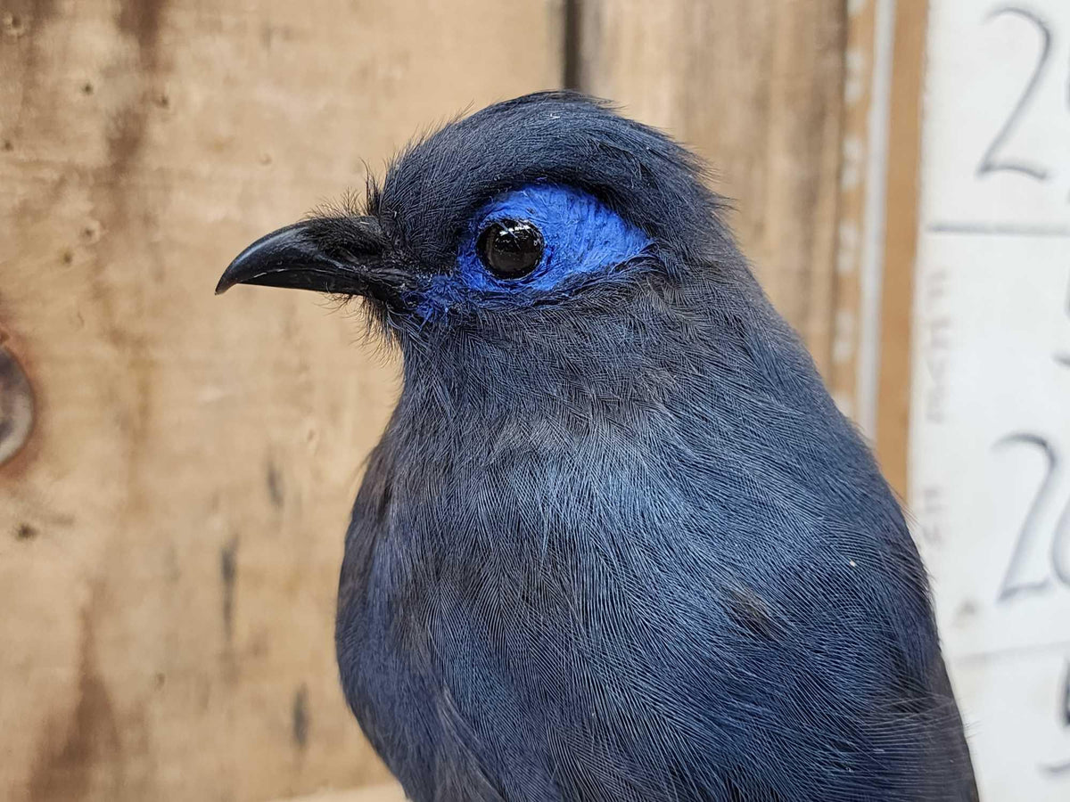 FH51a - Rare Blue Coua Full Body Bird Taxidermy