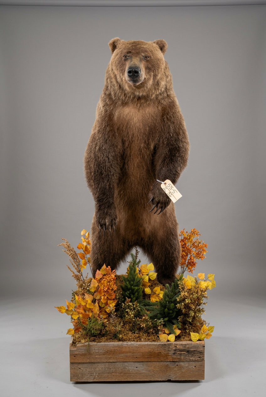 FH52 - Nice Alaskan Interior Grizzly Bear Full Body Taxidermy Mount