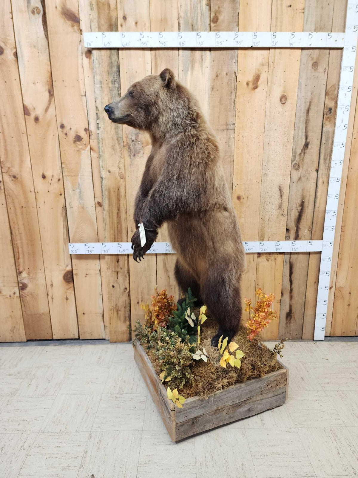 FH52 - Nice Alaskan Interior Grizzly Bear Full Body Taxidermy Mount