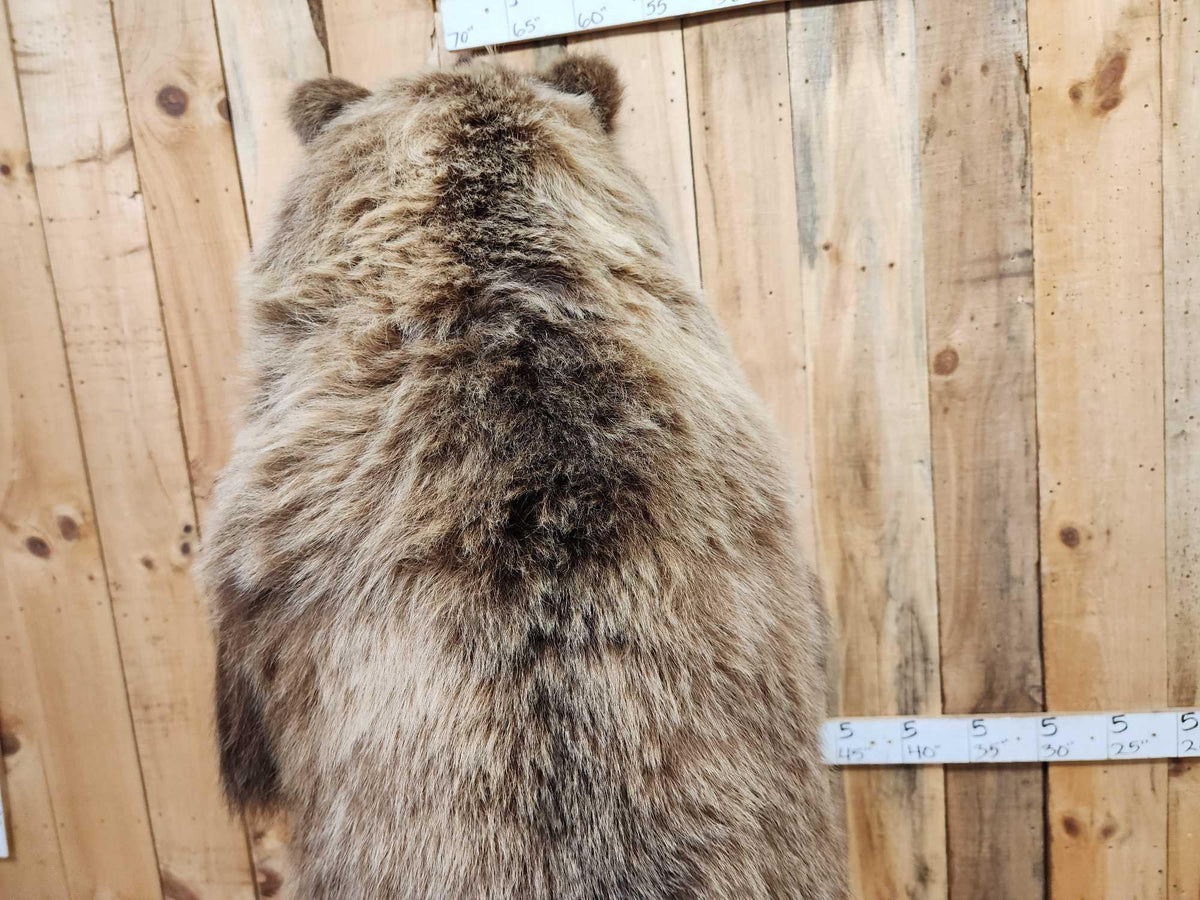FH52 - Nice Alaskan Interior Grizzly Bear Full Body Taxidermy Mount