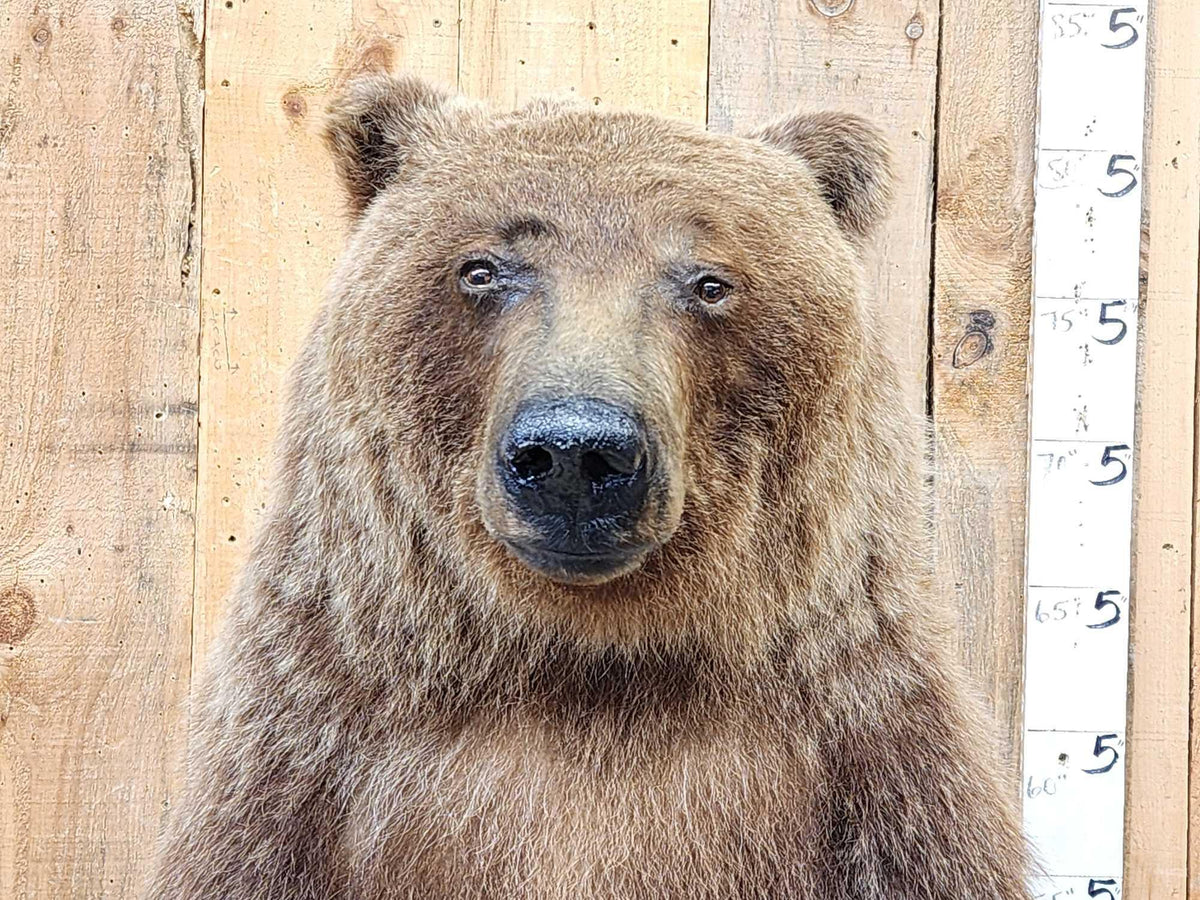 FH52 - Nice Alaskan Interior Grizzly Bear Full Body Taxidermy Mount
