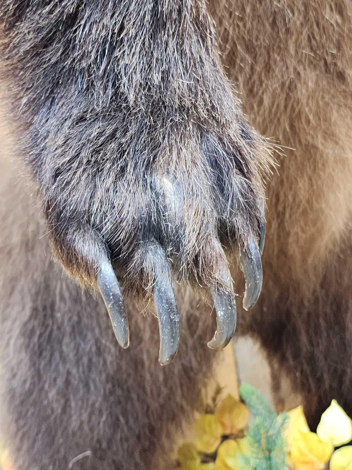 FH52 - Nice Alaskan Interior Grizzly Bear Full Body Taxidermy Mount