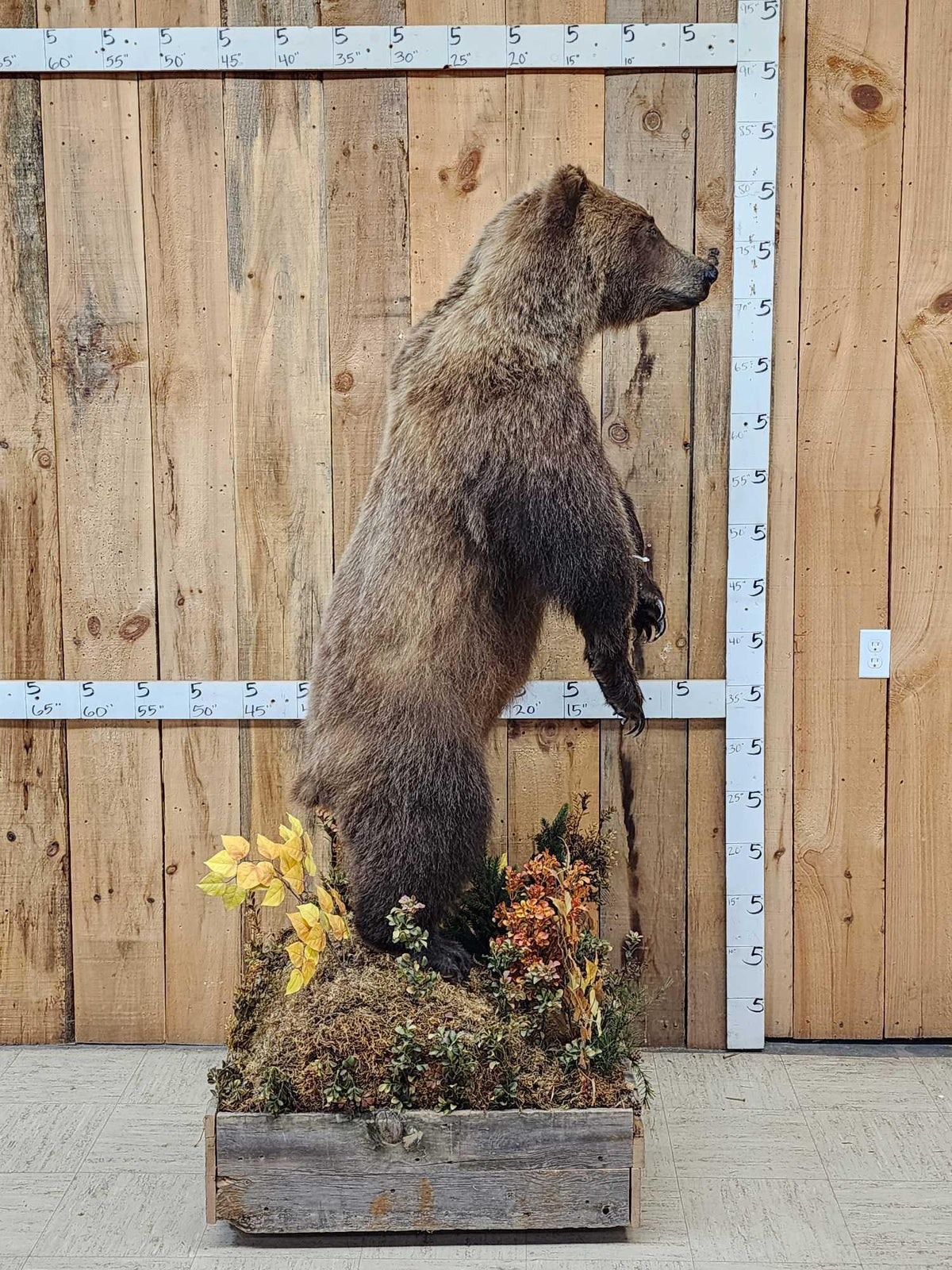 FH52 - Nice Alaskan Interior Grizzly Bear Full Body Taxidermy Mount