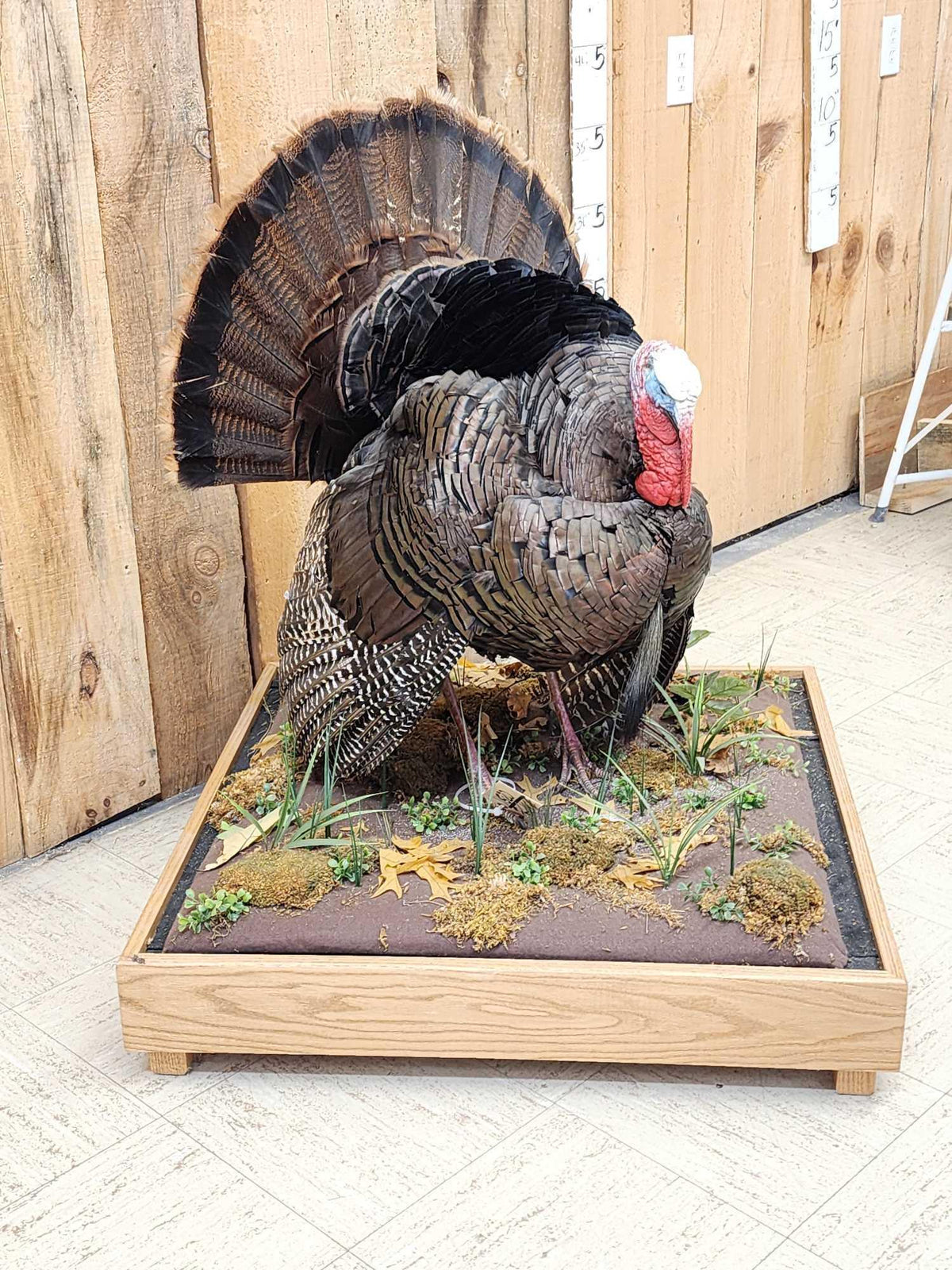 FH52w - 1rst In A Series Of 4 Grand Slam Turkeys Bird Taxidermy