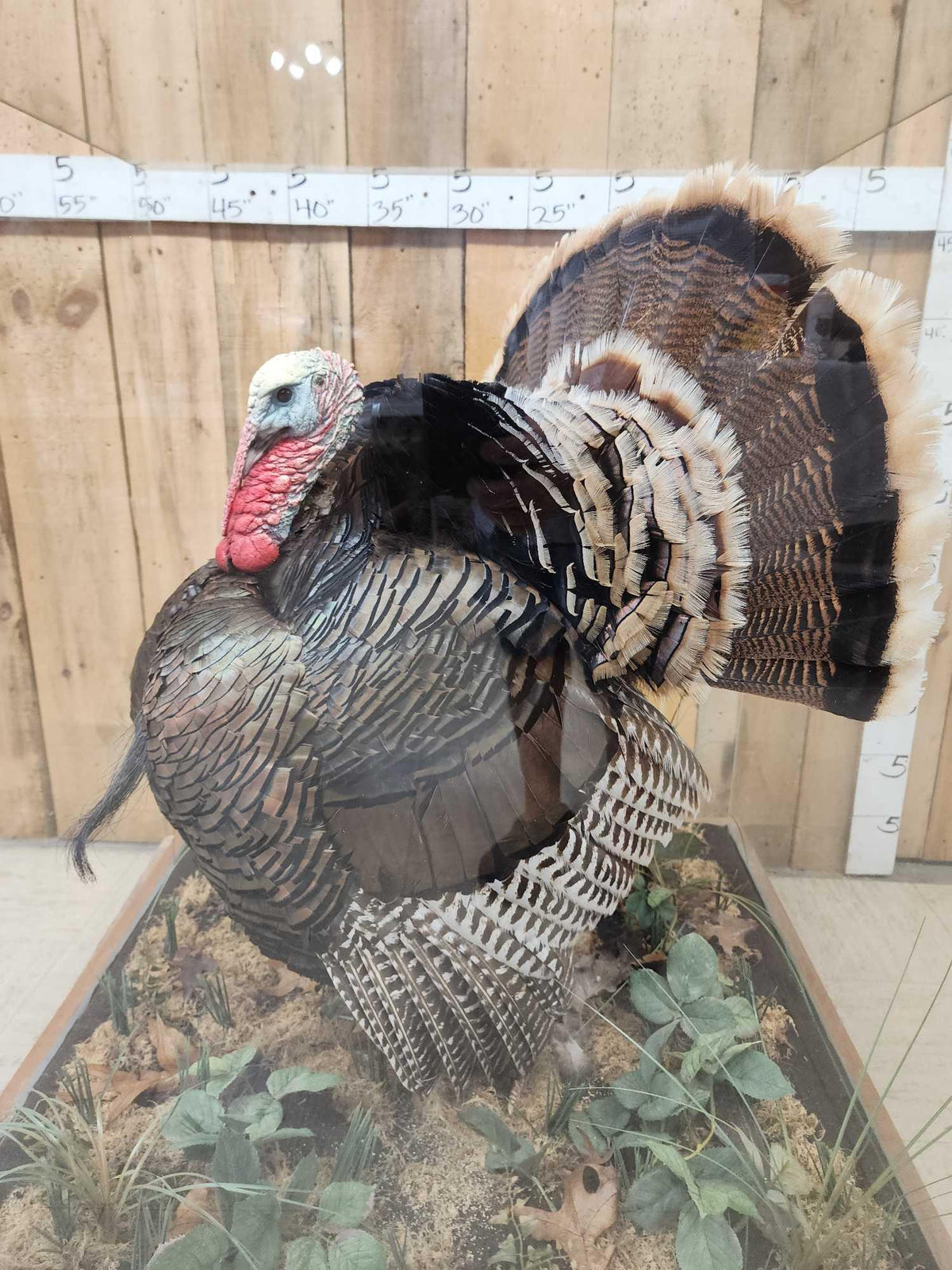 FH52x - 2nd In The Series Of 4 Grand Slam Turkeys to be sold consecutively Bird Taxidermy