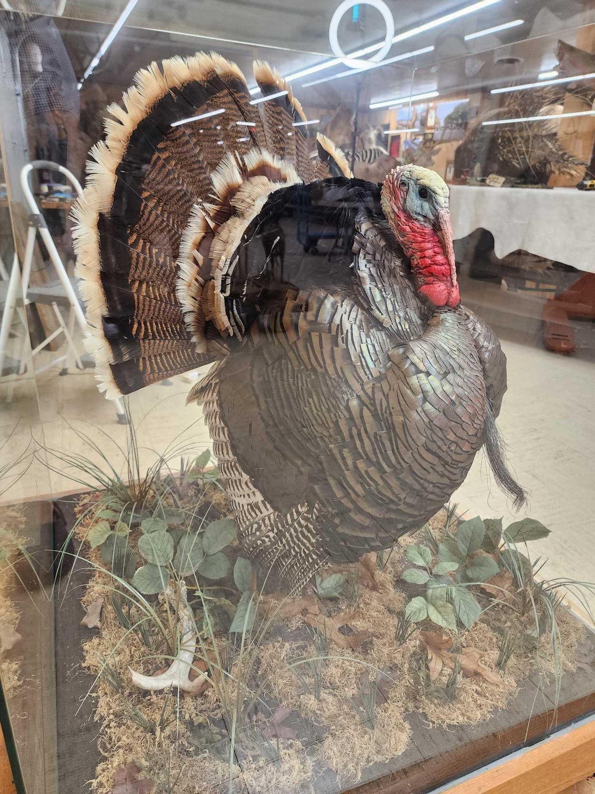 FH52x - 2nd In The Series Of 4 Grand Slam Turkeys to be sold consecutively Bird Taxidermy