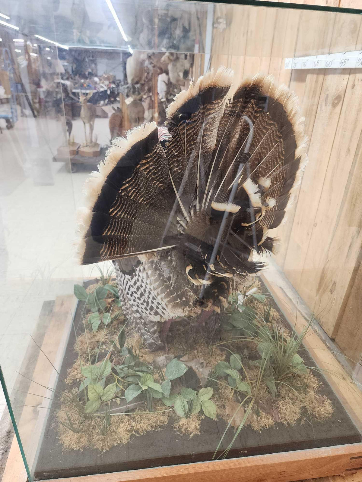FH52x - 2nd In The Series Of 4 Grand Slam Turkeys to be sold consecutively Bird Taxidermy