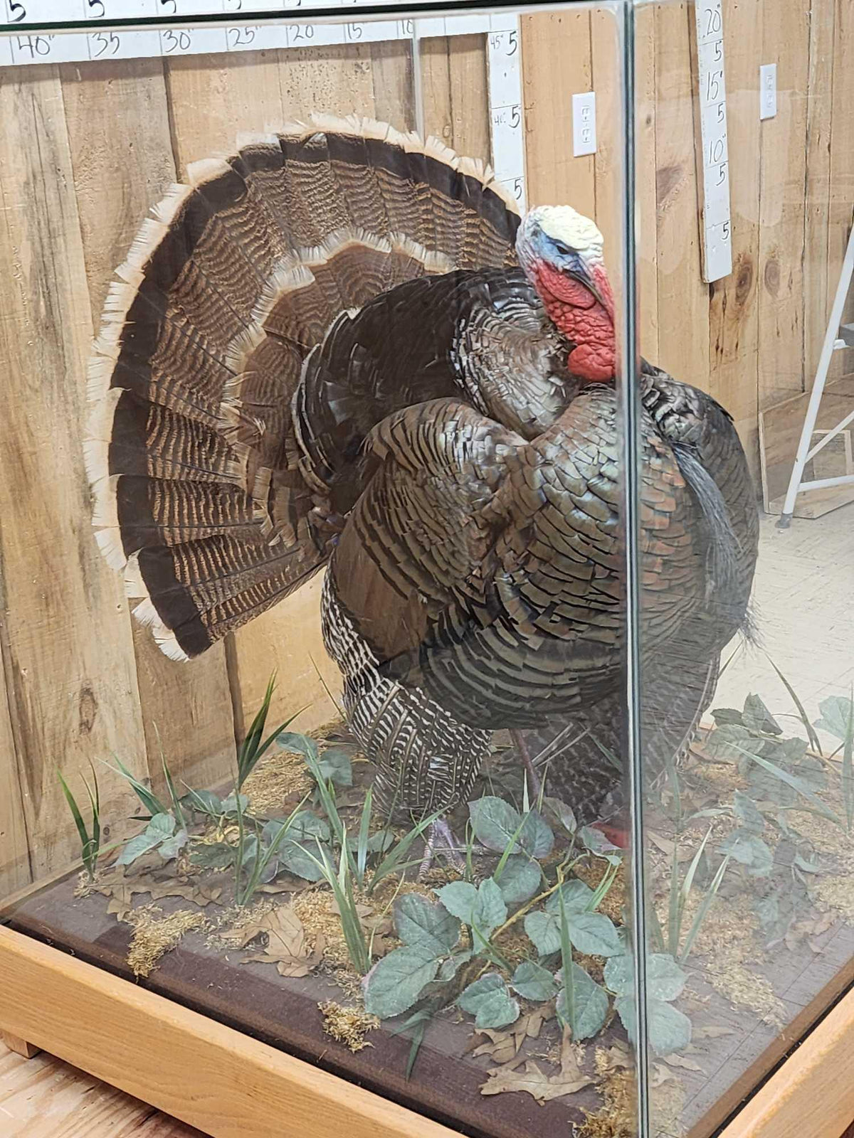 FH52y - 3rd In The Series Of 4 Grand Slam Turkeys Bird Taxidermy
