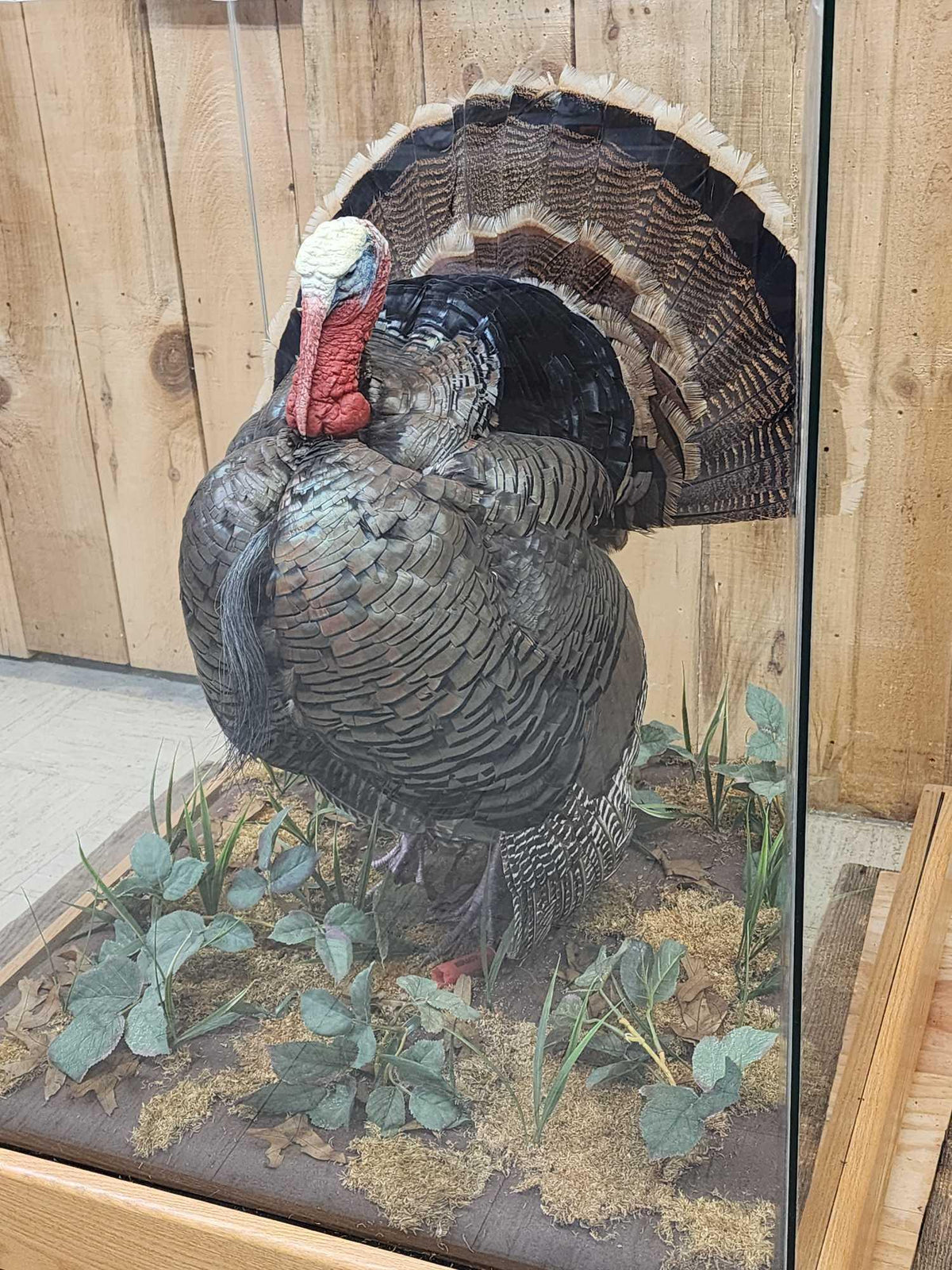 FH52y - 3rd In The Series Of 4 Grand Slam Turkeys Bird Taxidermy