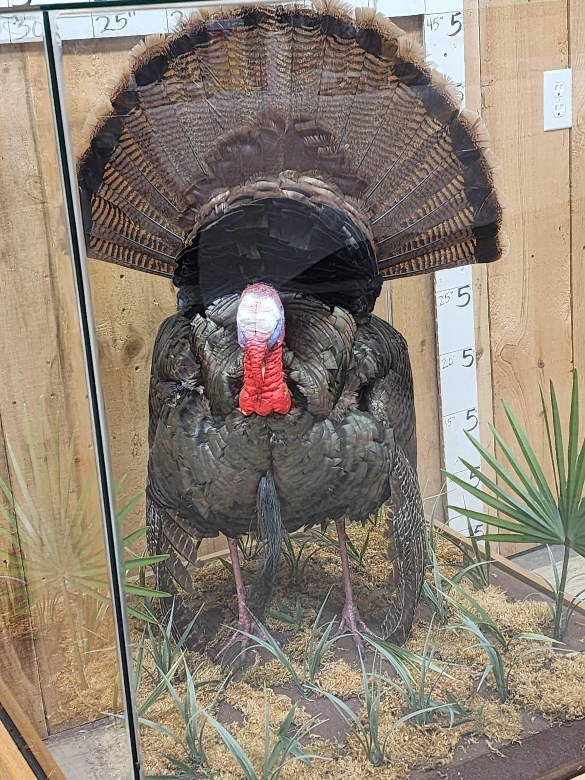 FH52z - 4th In A Consecutive Series Of 4 Grand Slam Turkeys Bird Taxidermy
