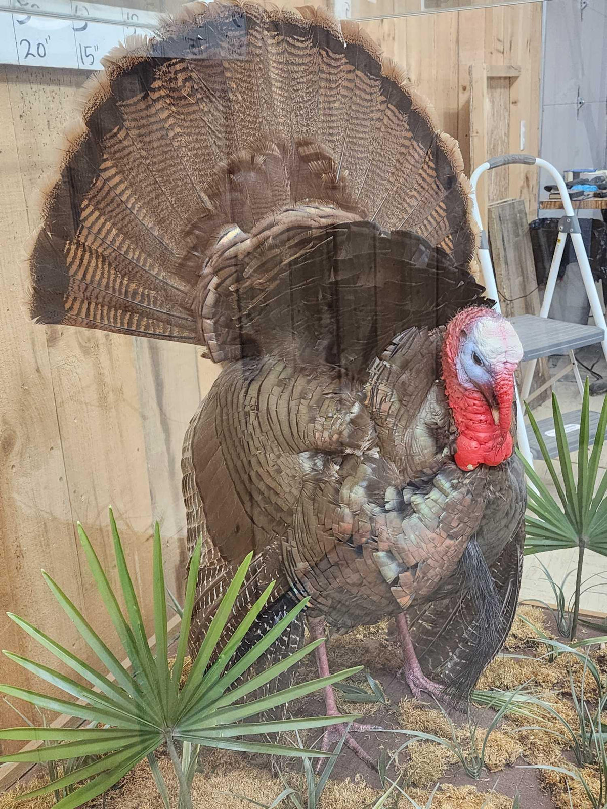 FH52z - 4th In A Consecutive Series Of 4 Grand Slam Turkeys Bird Taxidermy