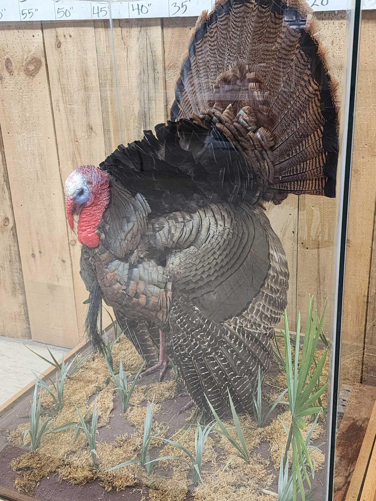 FH52z - 4th In A Consecutive Series Of 4 Grand Slam Turkeys Bird Taxidermy