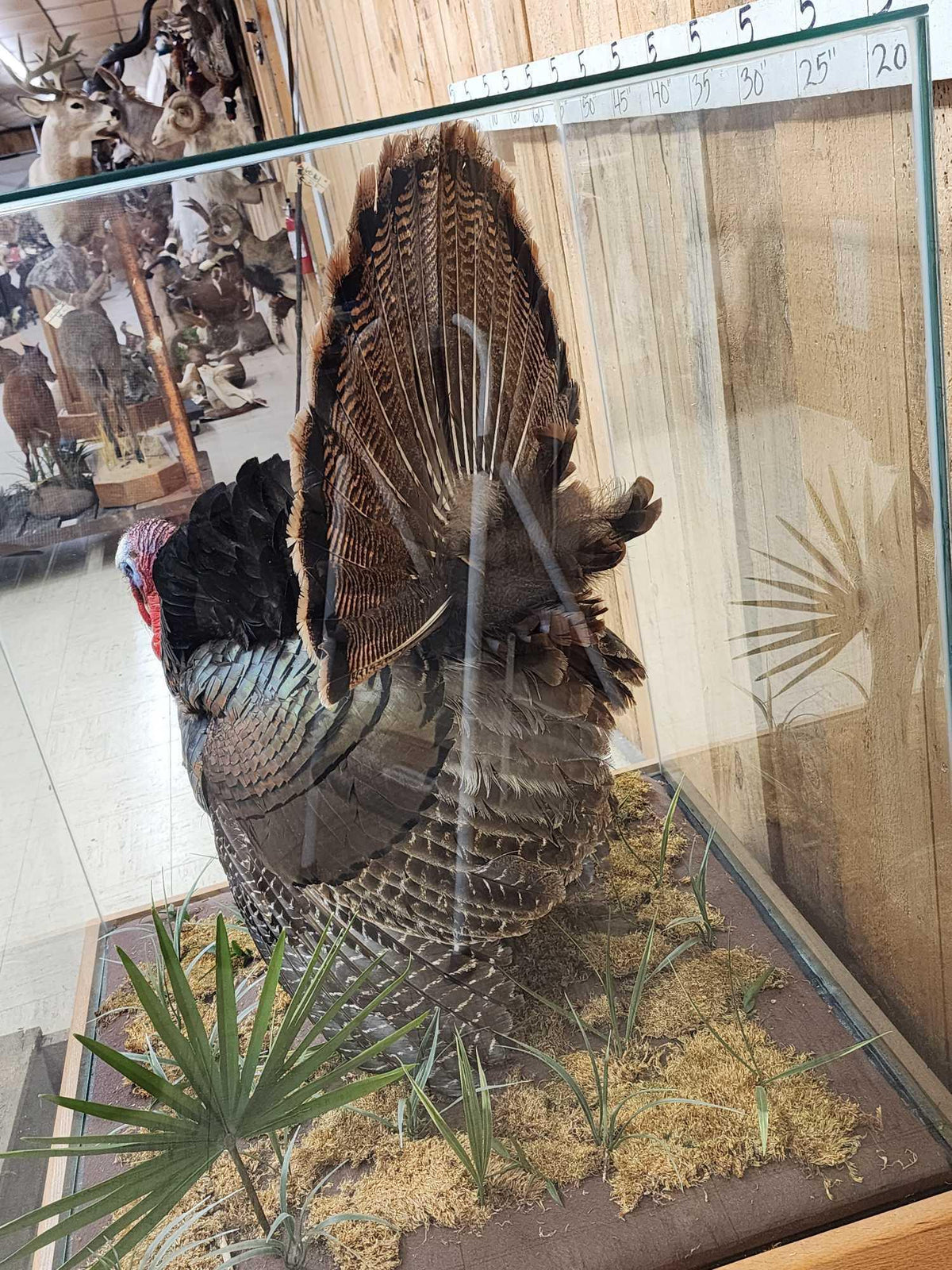 FH52z - 4th In A Consecutive Series Of 4 Grand Slam Turkeys Bird Taxidermy