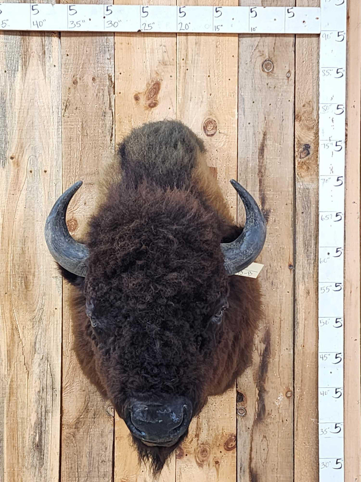 FH53b - American Bison Buffalo Shoulder Mount Taxidermy