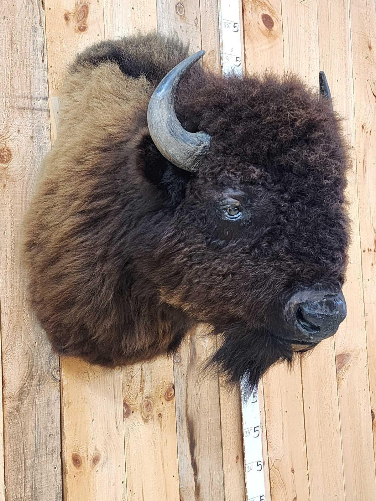 FH53b - American Bison Buffalo Shoulder Mount Taxidermy