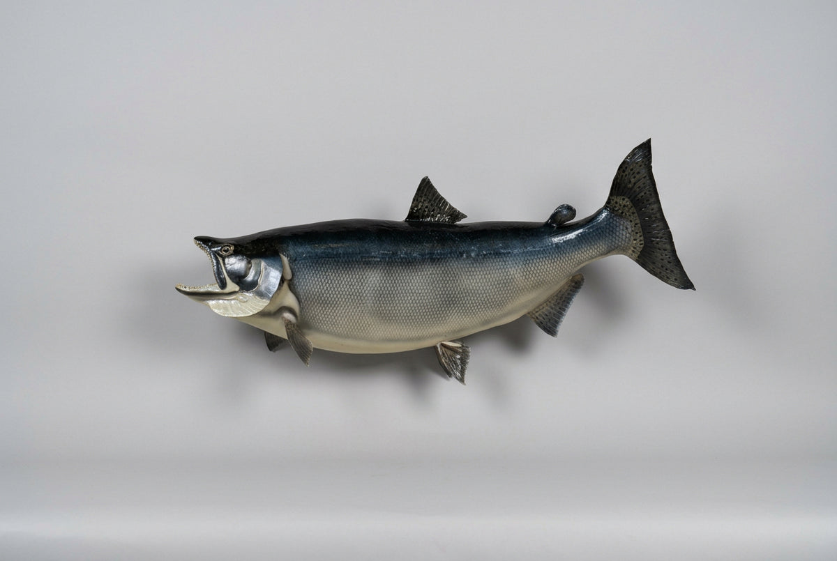 FH55n - 36" King Salmon Real Skin Fish Taxidermy