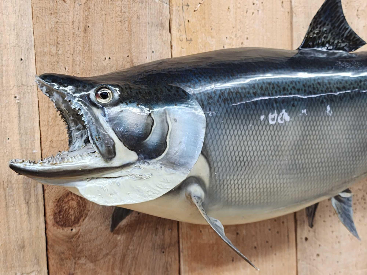 FH55n - 36" King Salmon Real Skin Fish Taxidermy