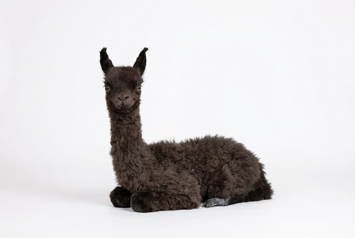 FH63a - Baby Alpaca Full Body Taxidermy Mount