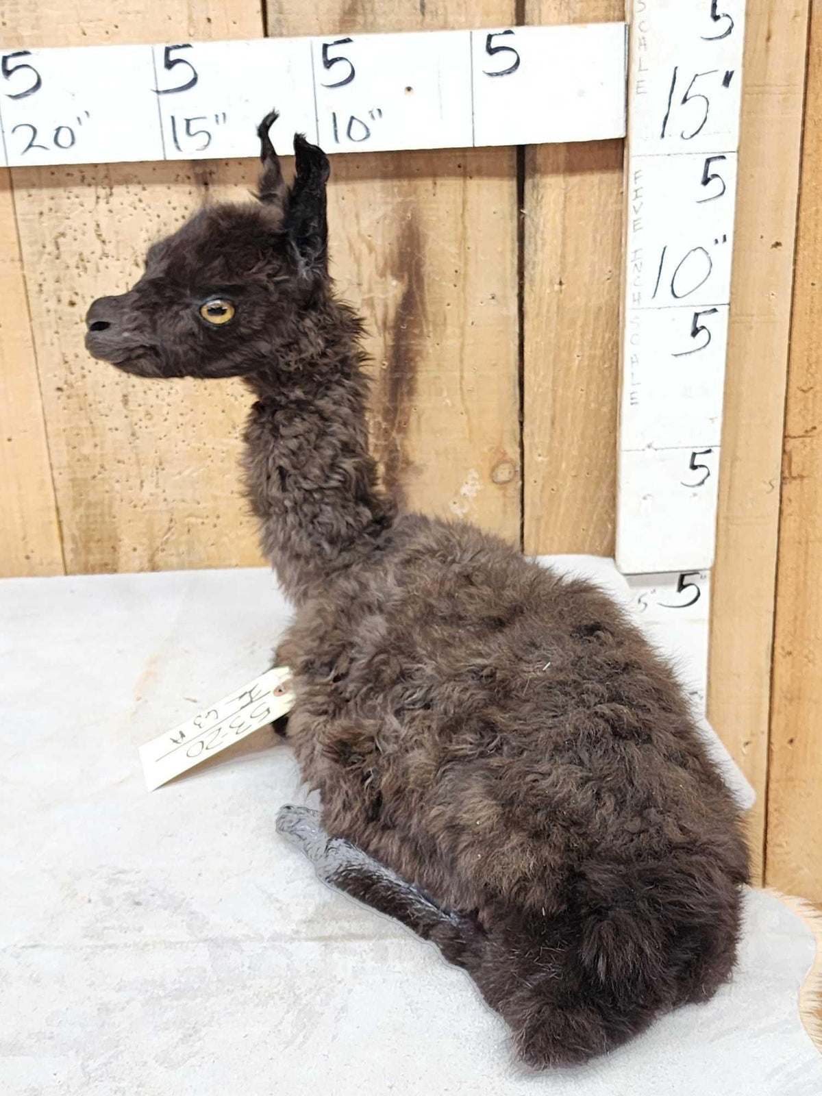 FH63a - Baby Alpaca Full Body Taxidermy Mount