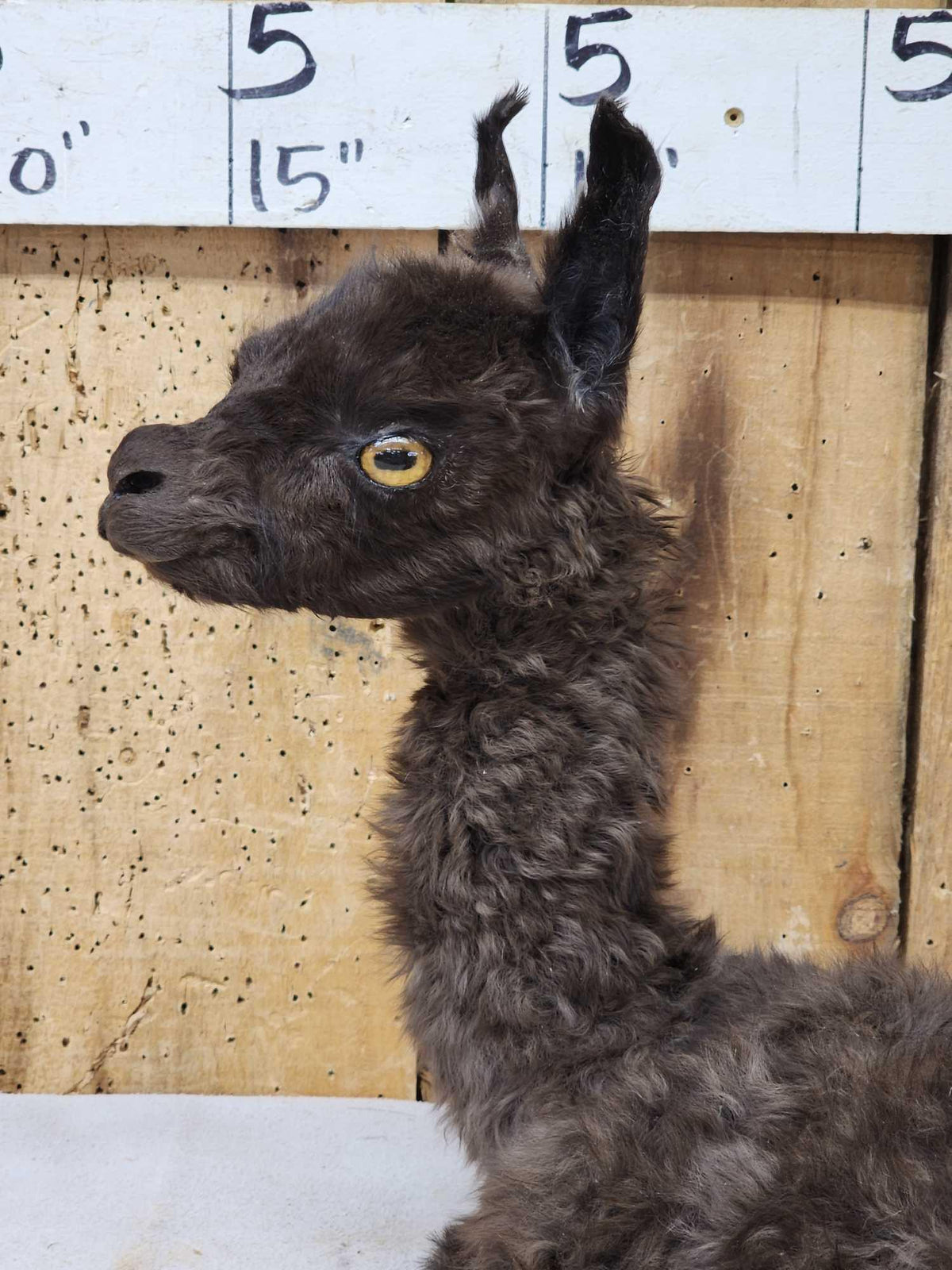 FH63a - Baby Alpaca Full Body Taxidermy Mount
