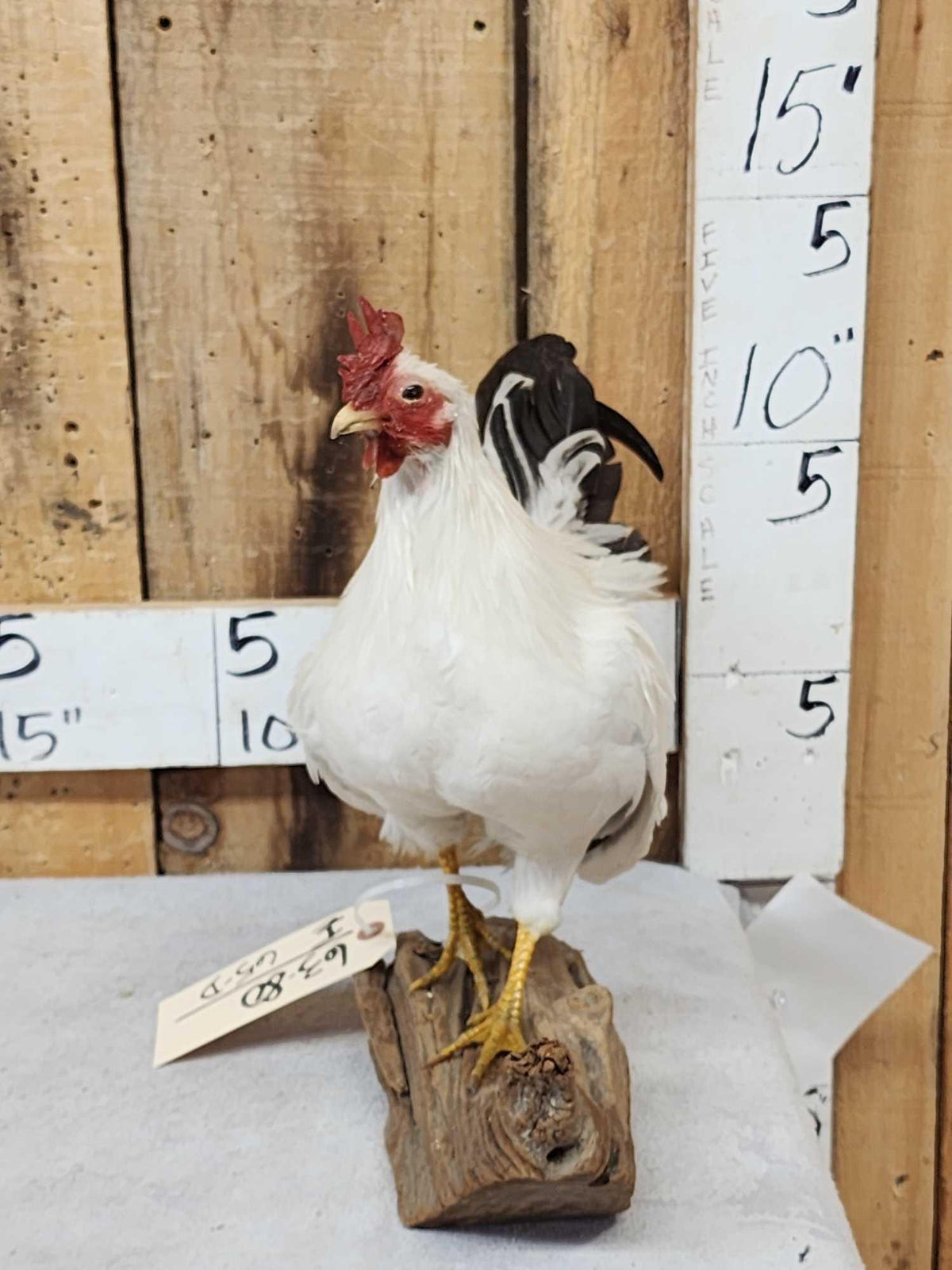 FH65d - Black Tail Japanese Chicken Full Body Bird Taxidermy