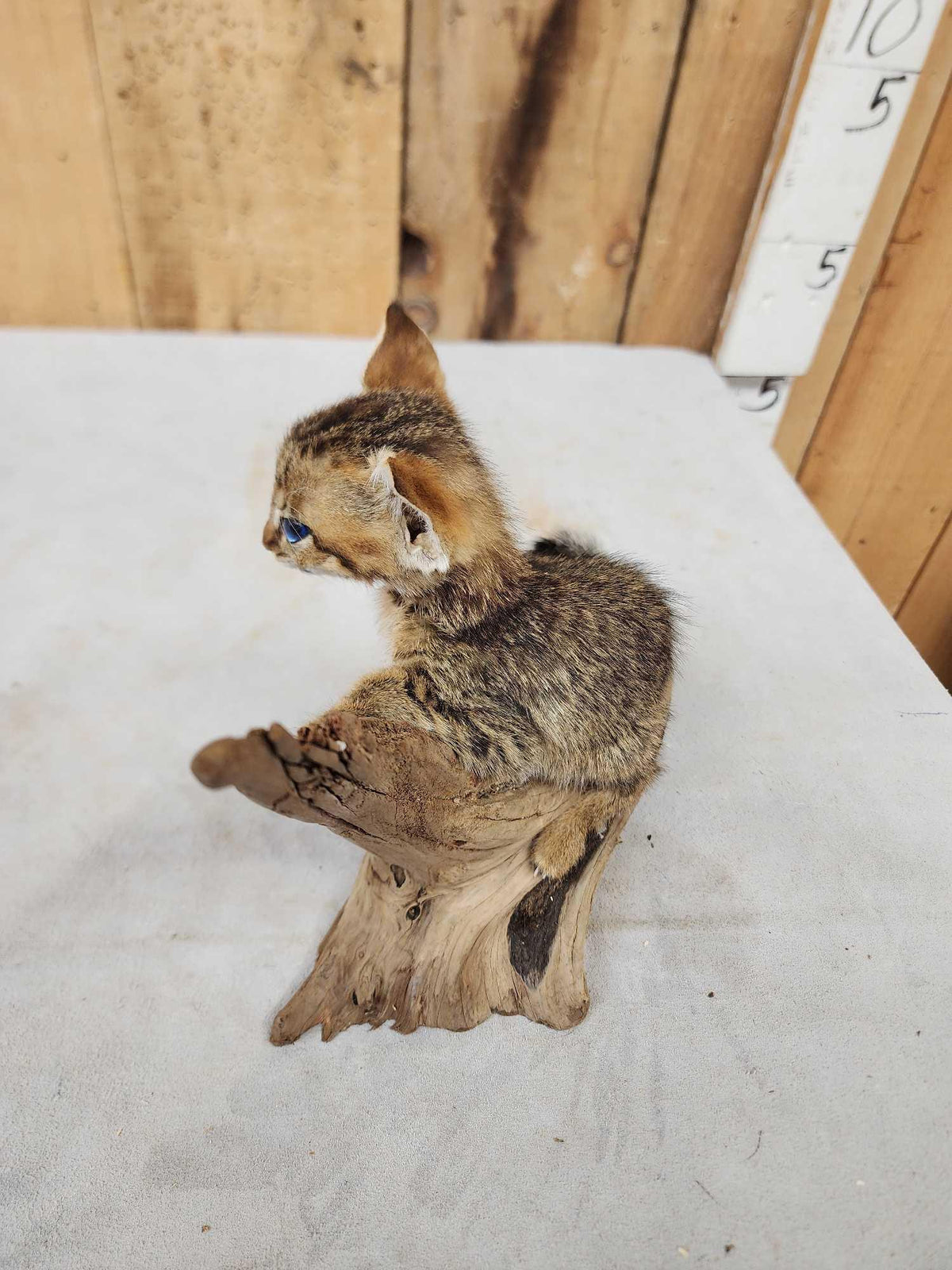FH68 - African Baby Wildcat Full Body Taxidermy Mount