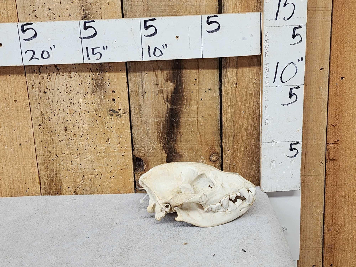 FH71a - African Hyena Skull Taxidermy