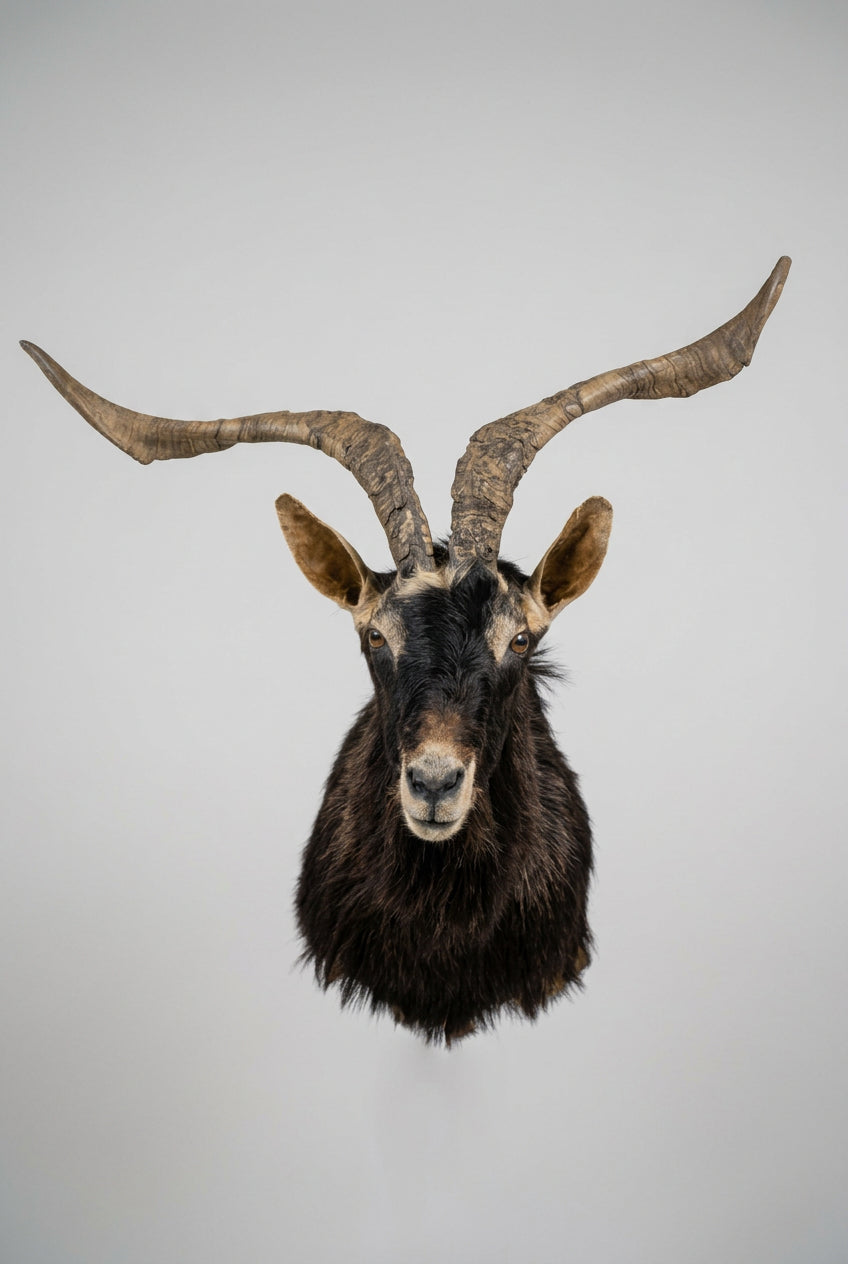 FH72a - Feral Goat Shoulder Mount Taxidermy