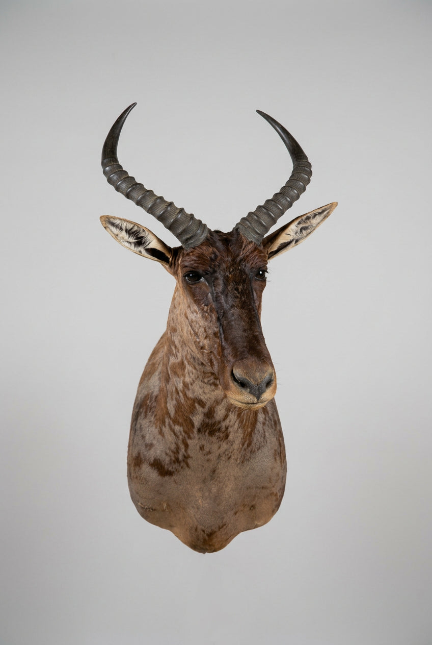 FH75 - African Tsessebe Shoulder Mount Taxidermy