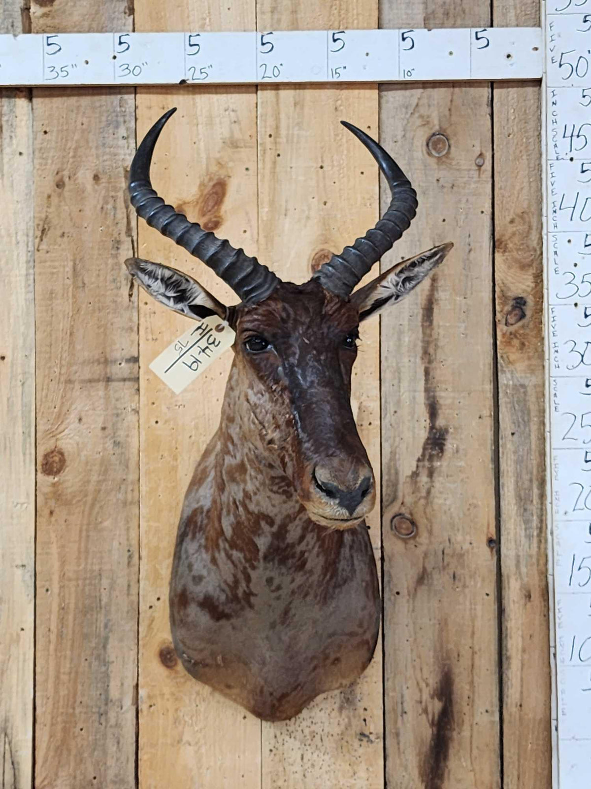 FH75 - African Tsessebe Shoulder Mount Taxidermy