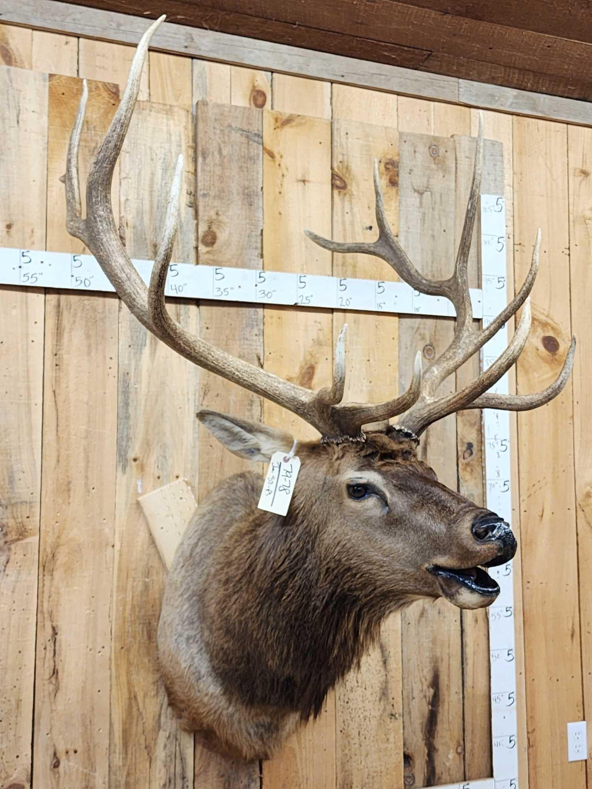 FH80a - 6x6 Bugling Elk Shoulder Mount Taxidermy