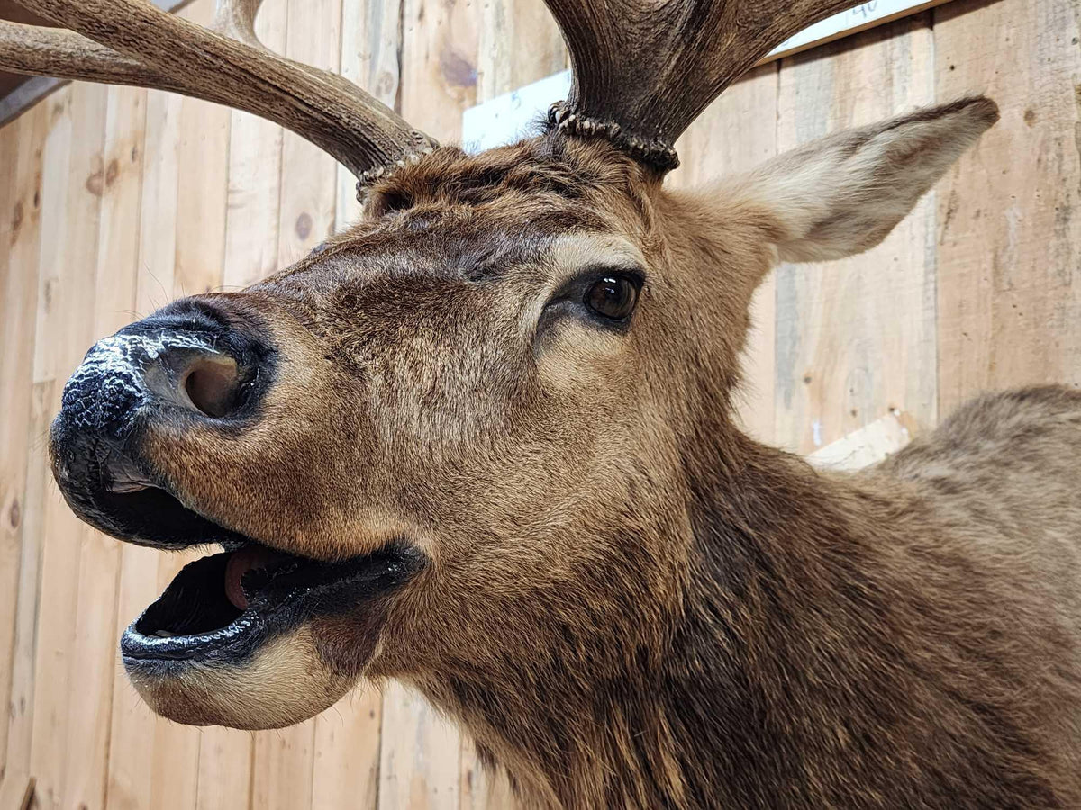 FH80a - 6x6 Bugling Elk Shoulder Mount Taxidermy