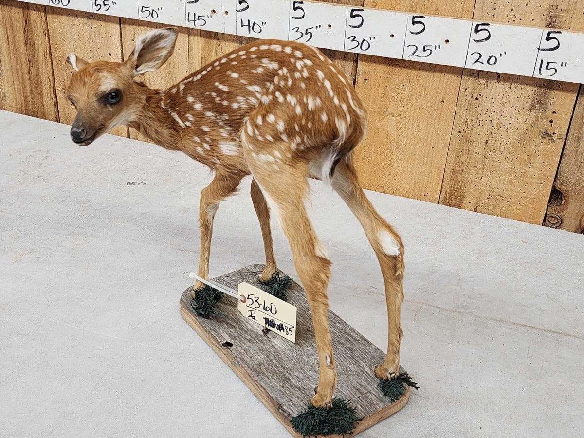 FH85 - Whitetail Fawn Full Body Taxidermy Mount