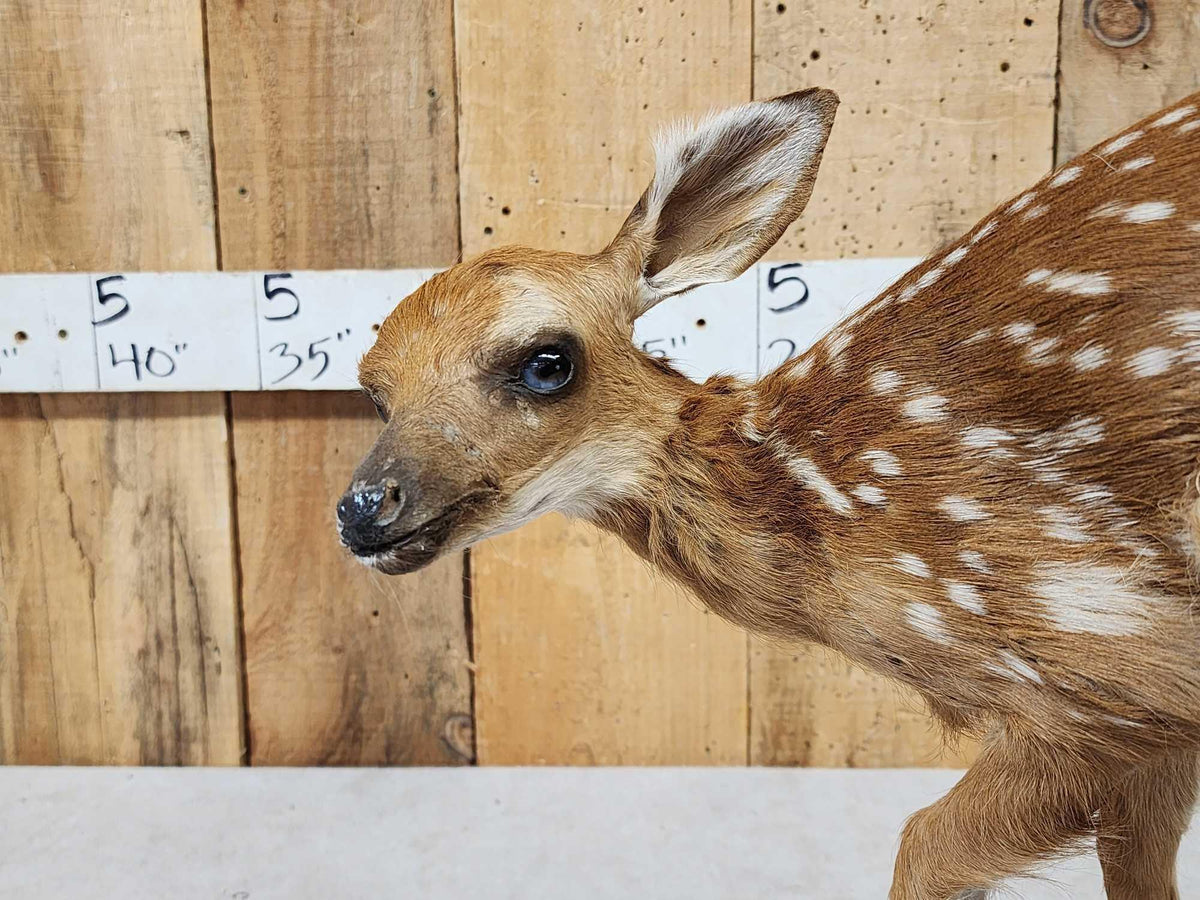 FH85 - Whitetail Fawn Full Body Taxidermy Mount